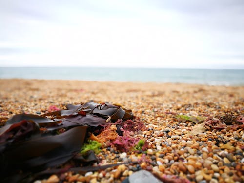 Základová fotografie zdarma na téma oblázková pláž, oblázky, pláž