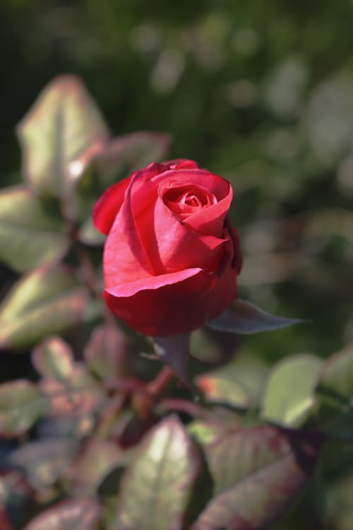 Red Rose in Bloom