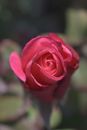 Pink Rose in Bloom