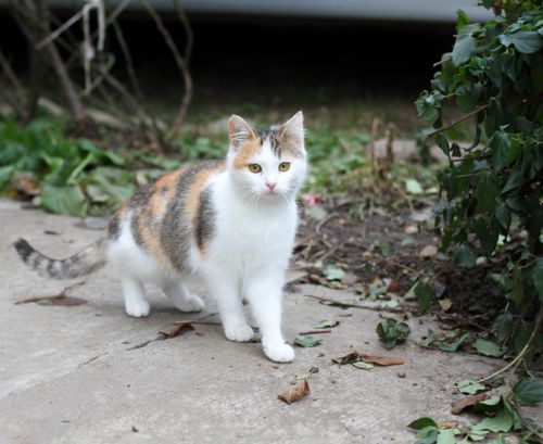 Free A cute calico cat stands outdoors surrounded by greenery, showcasing its striking fur pattern. Stock Photo