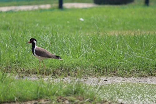 Brown and Black Bird on Grass