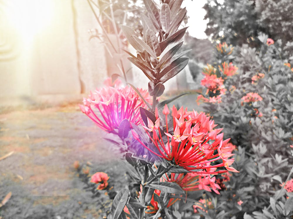 日光 背景画像 花つぼみの無料の写真素材
