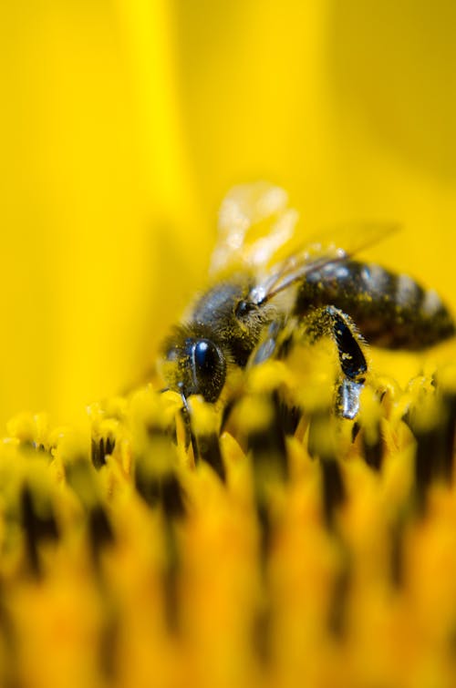 бесплатная Серая и черная пчела на желтом цветке Стоковое фото