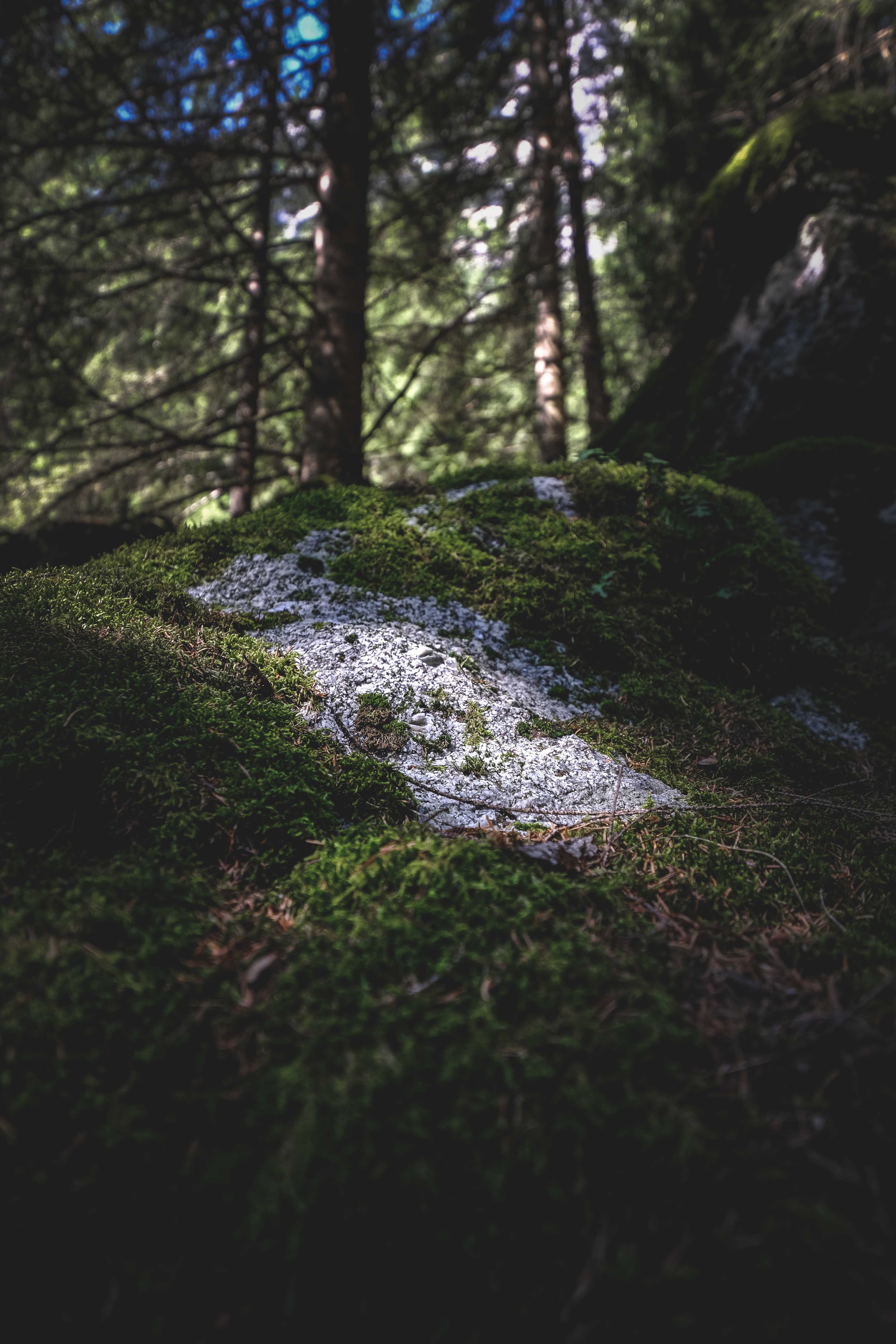 moss growing on stone surface outdoors