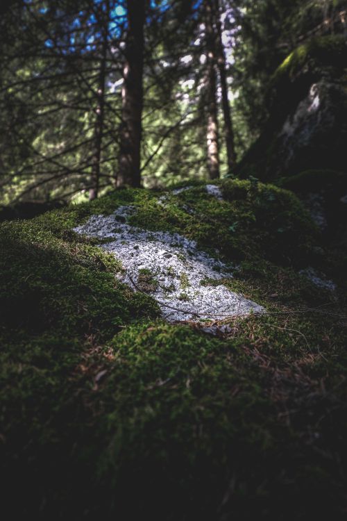 Free Massive boulders covered with green moss in lush forest neat tall trees on sunny day Stock Photo