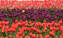 在郁郁葱葱的绿地上，红色、紫色和黄色的郁金香充满活力地盛开着