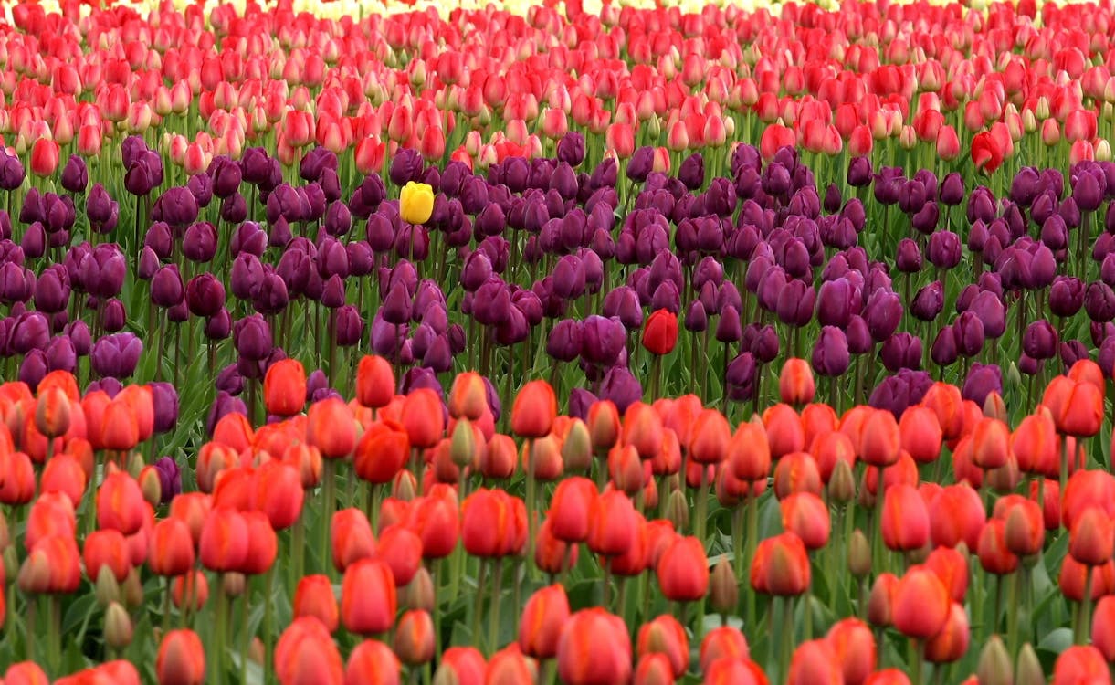 무료 빨간색과 보라색 꽃밭 스톡 사진