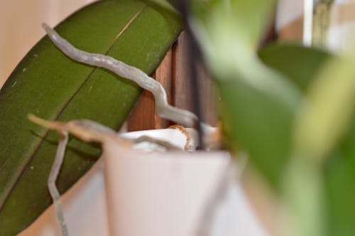 Free stock photo of houseplant, orchid, roots Stock Photo