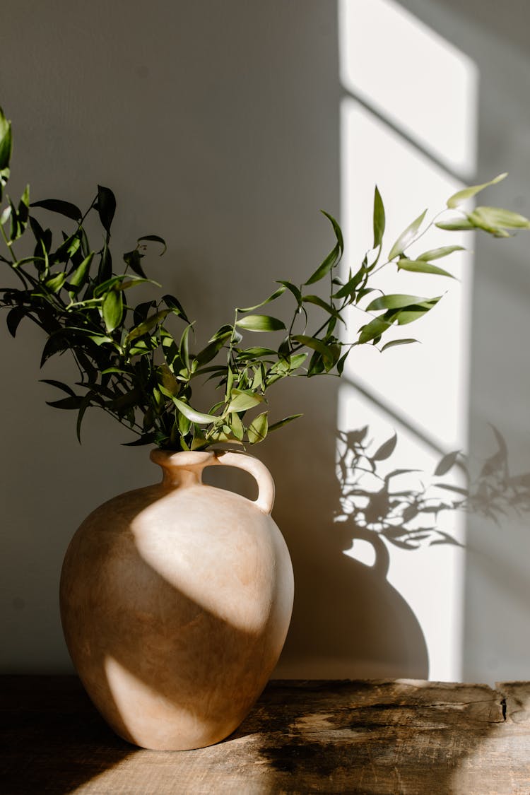 

A Plant In A Clay Jar