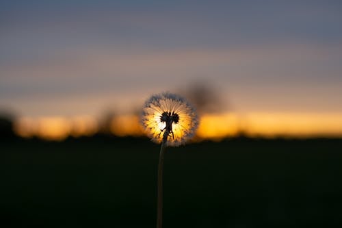 White Dandelion at Sunset