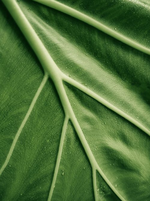 Free Detailed view of a green leaf with water droplets, showcasing its patterns and textures. Stock Photo