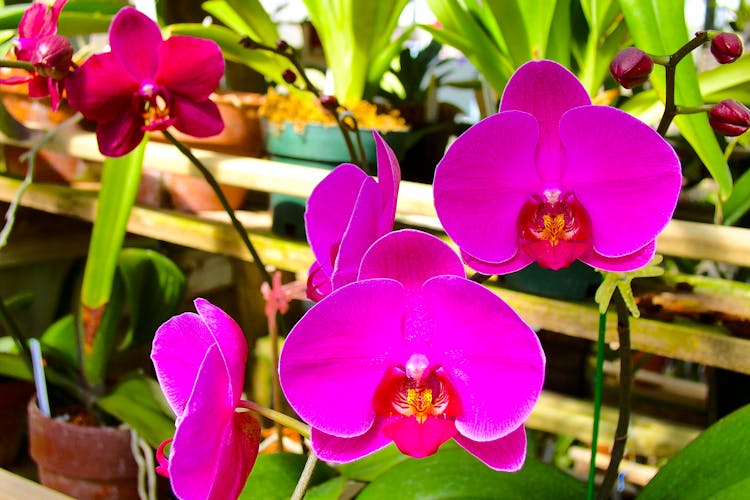 Pink Moth Orchids