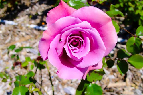 Макро фотография розового цветка