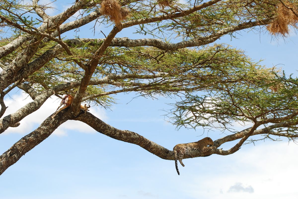 A leopard sleeps off the heat in an acacia