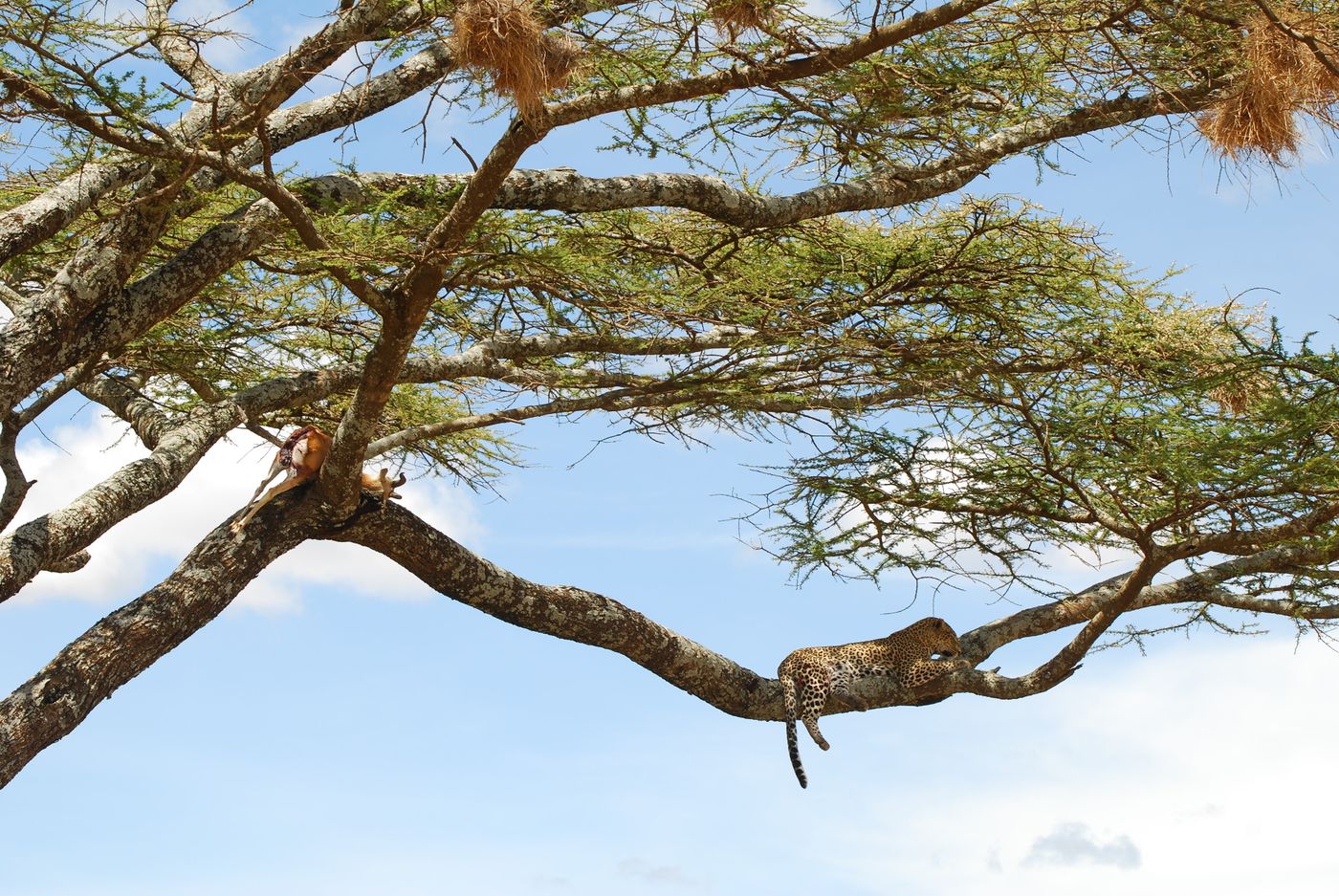 A leopard resting on the branch of an acacia tree
