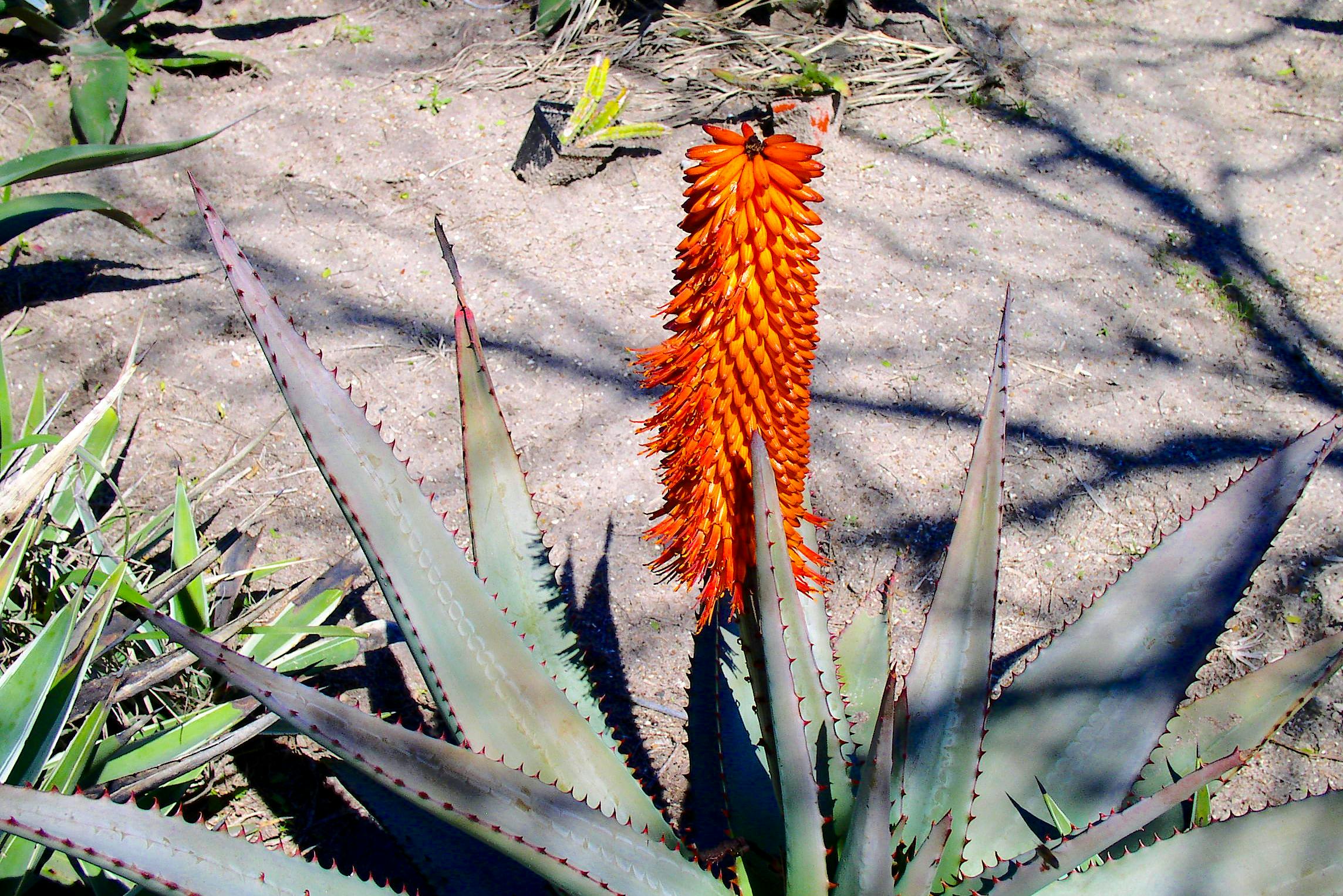 Free stock photo of botanical, corpuschristi, flora