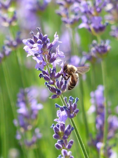 Foto d'estoc gratuïta de abella, espígol, inflorescència