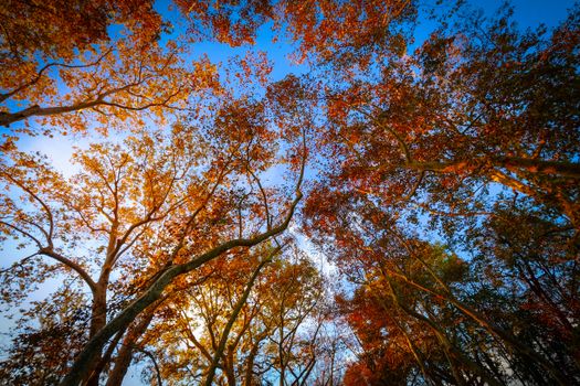 View of golden autumn leaves and trees against a clear blue sky, showcasing fall's beauty.