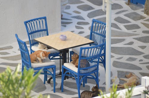 Foto d'estoc gratuïta de gat, gat per a mascotes, Grècia