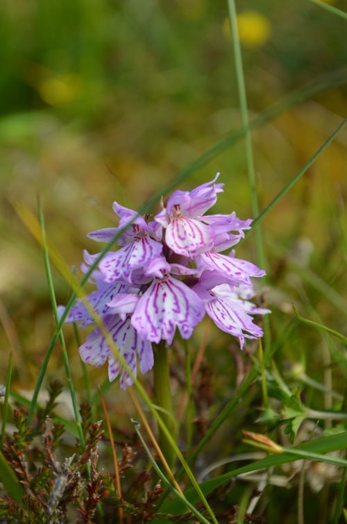 Free A close-up of a Dactylorhiza maculata, beautifully blooming in a natural setting. Stock Photo