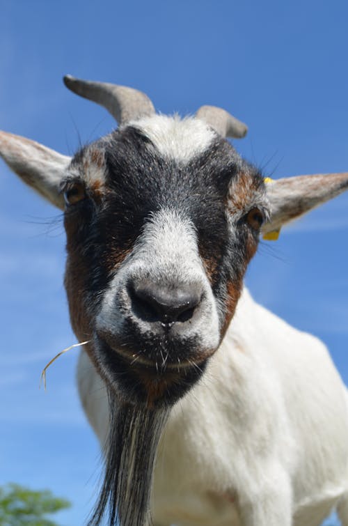 Foto d'estoc gratuïta de animals de granja, cabra, cabra domèstica