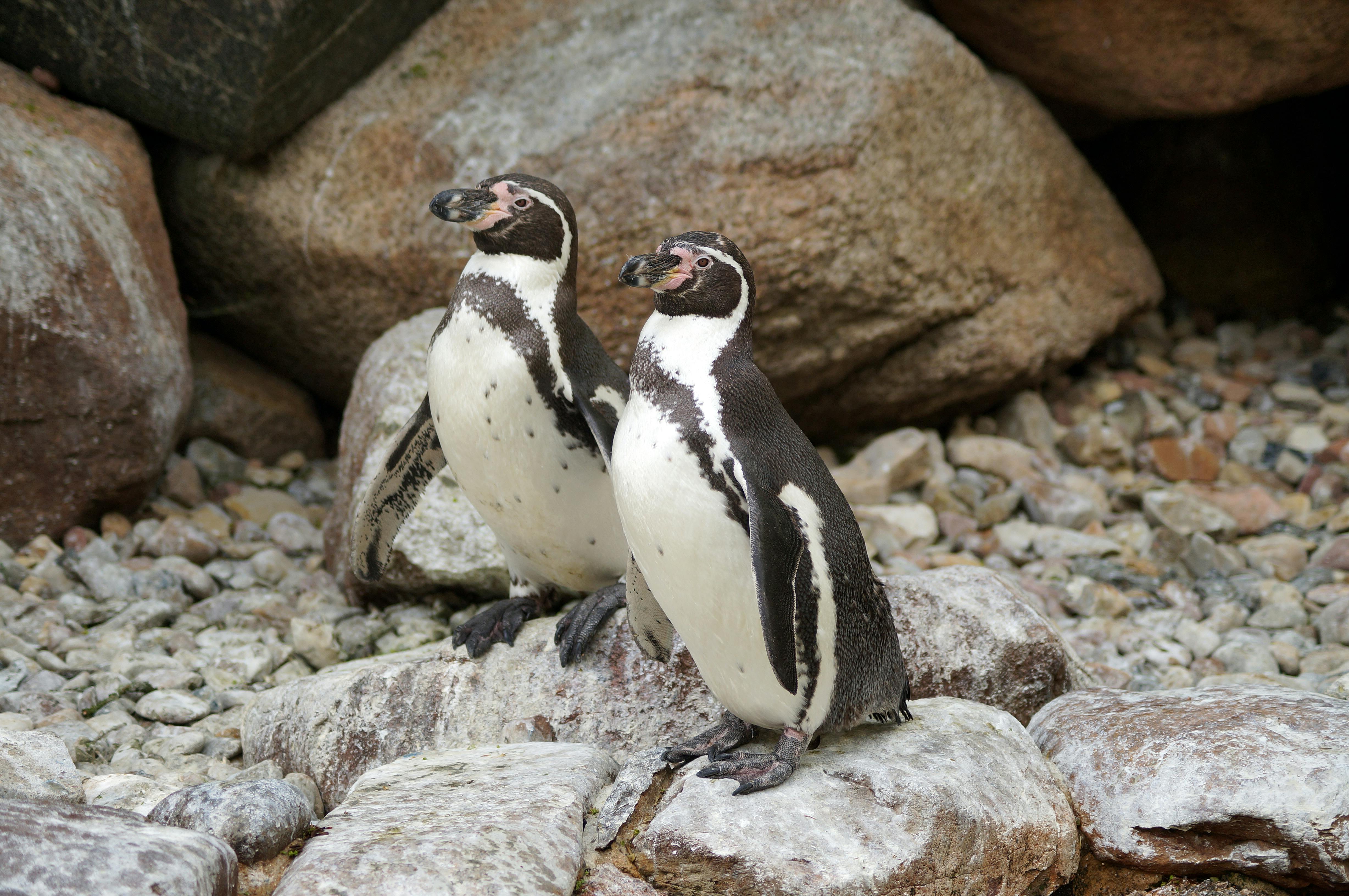 Two Humboldt penguins standing on rocky terrain, showcasing wildlife in their natural habitat.