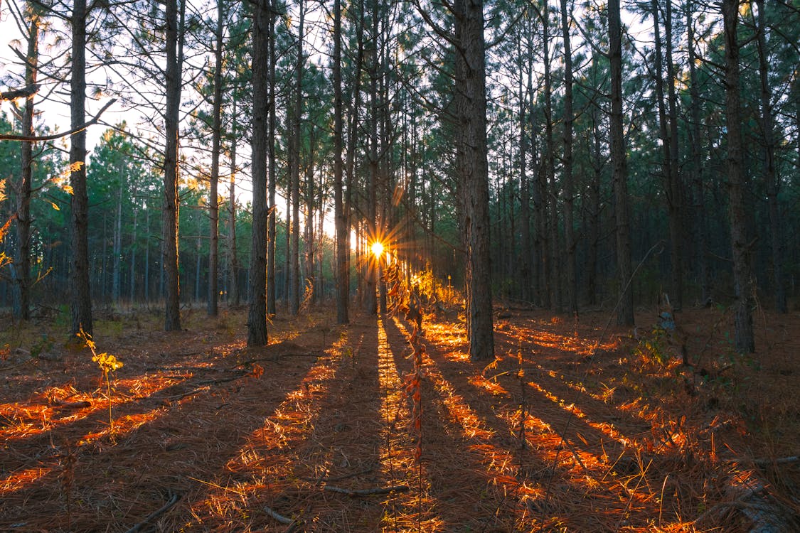 Free Sunrays Passing Through Forest Trees  Stock Photo