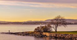 Bare Trees on Green Grass Near a Body of Water