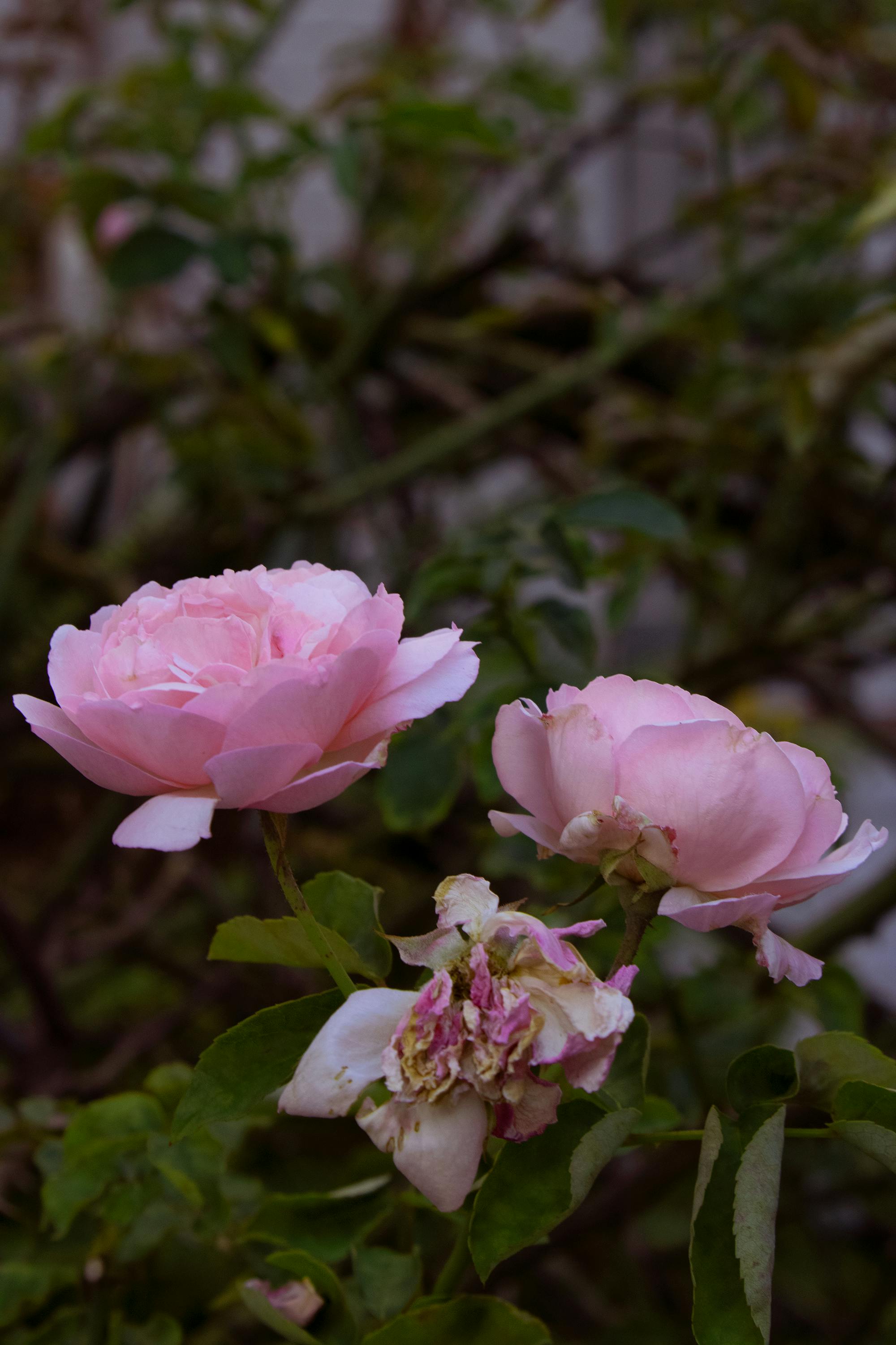 Femme faisant des exercices de core doux