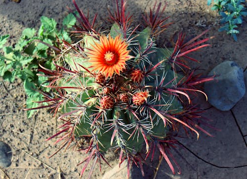 Foto d'estoc gratuïta de cactus, cactus floreixent, desert