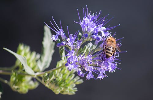 Free Honeybee Perched on Purple Petaled Flower Closeup Photography Stock Photo