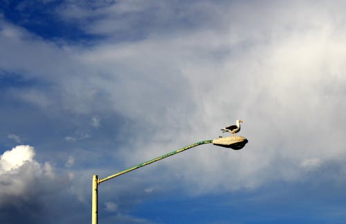 Foto d'estoc gratuïta de blanc, blau, cel