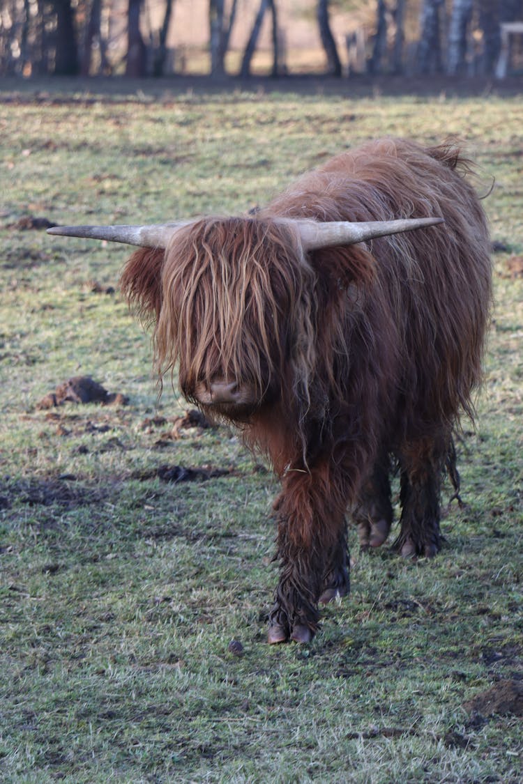 A Hairy Brown Yak On The Grass Field