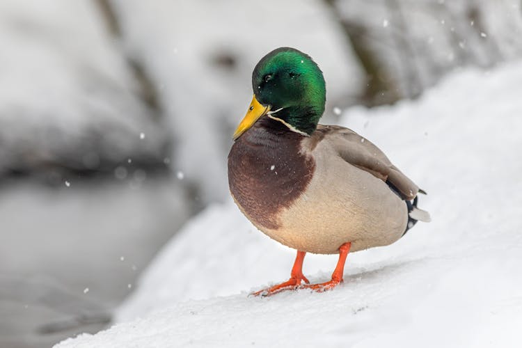 A Mallard On A Snow