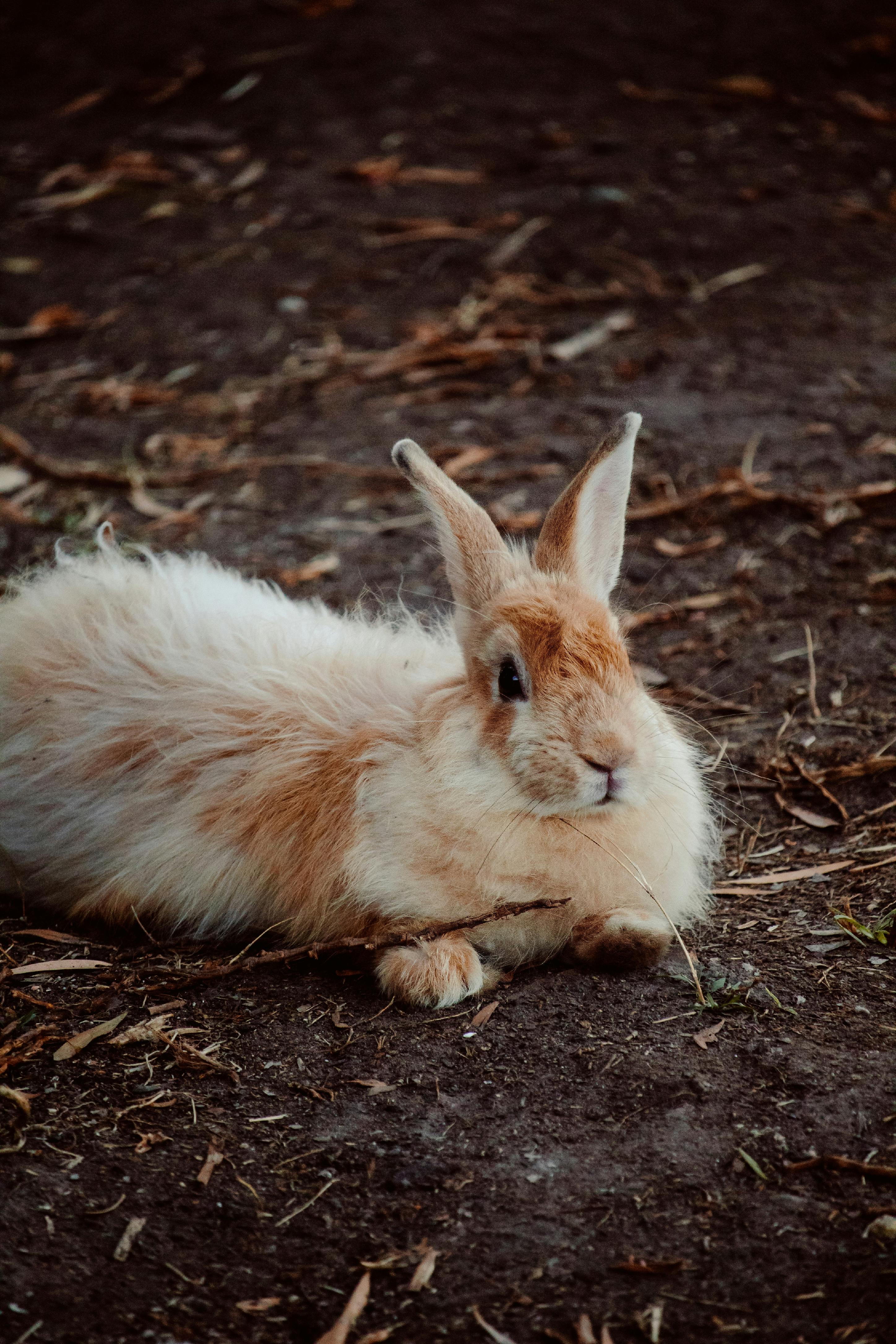 Adorable rabbit on grassy terrain · Free Stock Photo