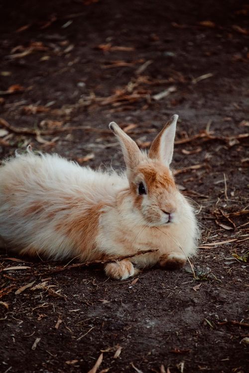 Free Cute fluffy rabbit with orange spots and long ears lying on ground with dry twigs in rural terrain of countryside Stock Photo