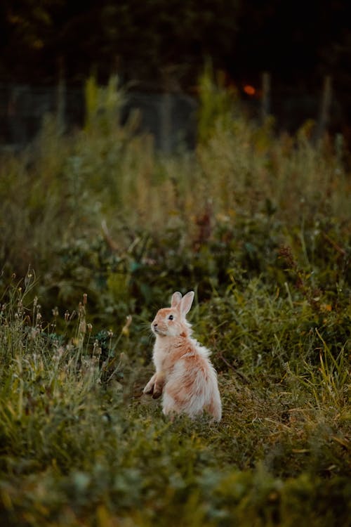 Adorable rabbit on grassy terrain