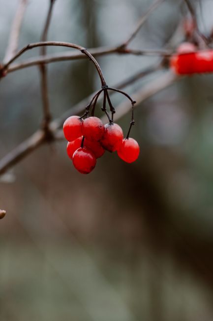 Close-up of vibrant red berries hanging from a stem with a blurred natural background, showcasing ripeness in a macro perspective.
