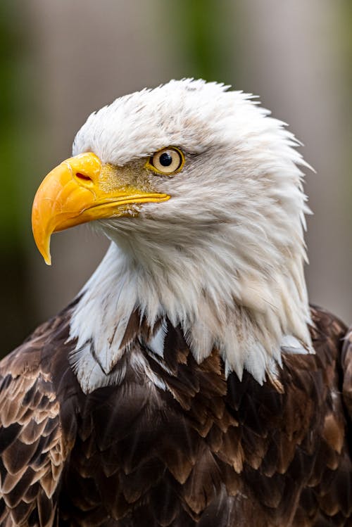 A Bald Eagle in Close Up Photography