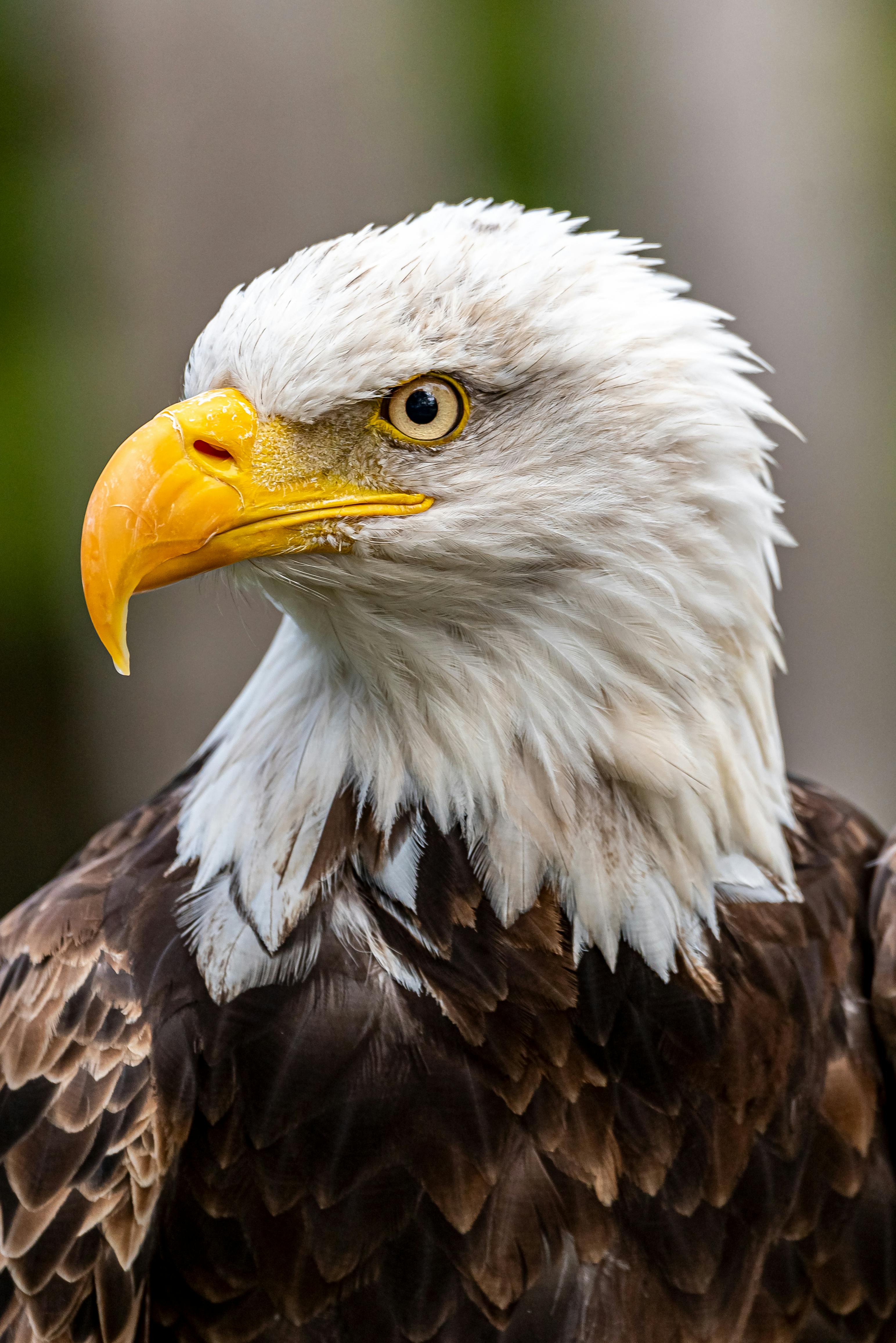 Close-Up Photo of Eagle · Free Stock Photo