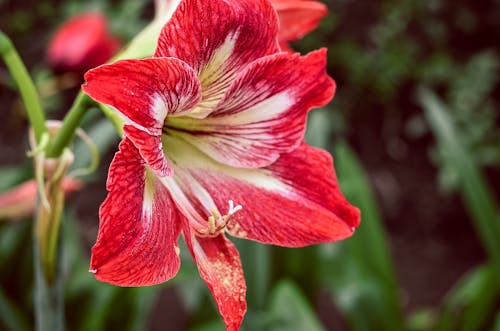 Red 6 Petaled Flower