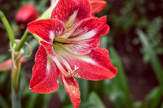 Red 6 Petaled Flower