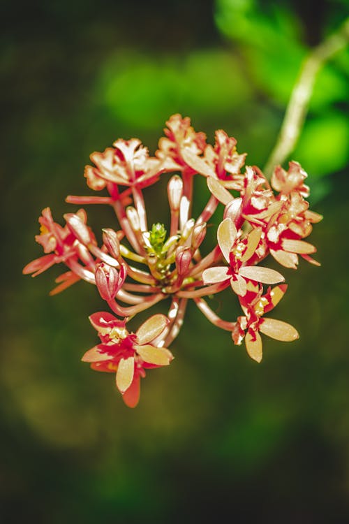 Free Close-Up Photo of White and Red Flower Stock Photo
