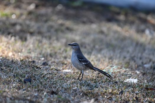 A Northern Mockingbird (Mimus polyglottos) stands on grass, showcasing its distinctive plumage.