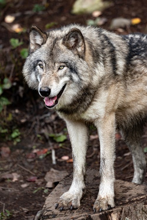 개의, 늑대, 동물의 무료 스톡 사진