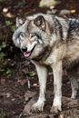 Brown Wolf Walking on Brown Soil