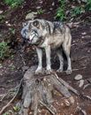 Brown Wolf Standing on Tree Branch