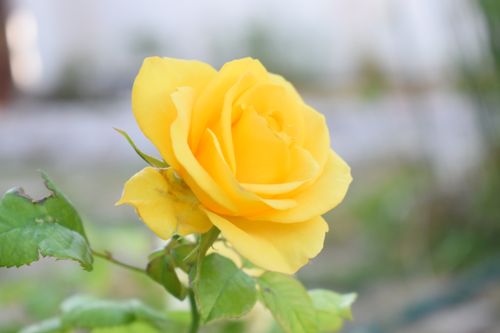 Free Close-up of a vibrant yellow rose in full bloom with soft background outdoors. Stock Photo