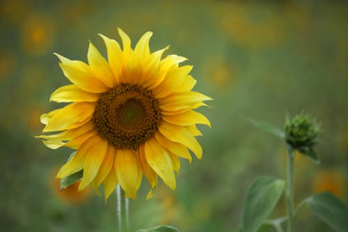 бесплатная Бесплатное стоковое фото с желтый цветок, лепестки, обои подсолнечника Стоковое фото