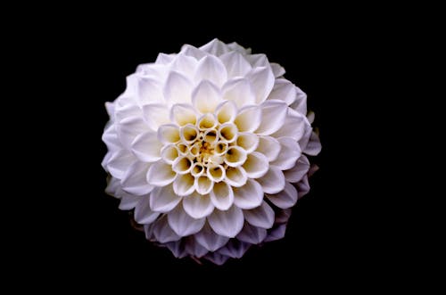 Free White and Yellow Flower Macro Photography Stock Photo